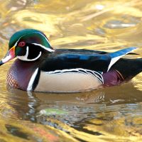 Wood Duck - Terry Tuttle